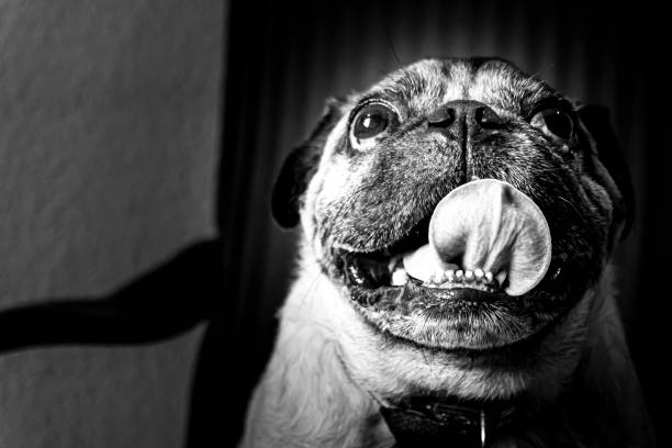 29,647 Black And White Dog Stock Photos, Pictures & Royalty-Free Images - iStock | Black and white dog pictures, Black and white dog outside, Black and white dog woman 29,647 Black And White Dog Stock Photos, Pictures & Royalty-Free Images - iStock | Black and white dog pictures, Black and white dog outside, Black and white dog woman