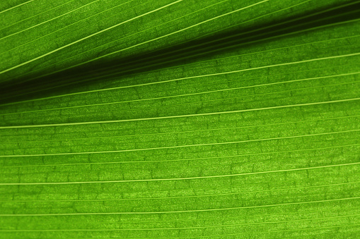 Green Leaf Sunlight Ombre Texture Striped Foliate Pattern Summer Springtime Background Macro Photography for presentation, flyer, card, poster, brochure, banner Soft Selective Focus