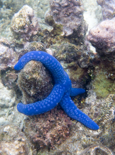 istock View of blue sea star 1279511652