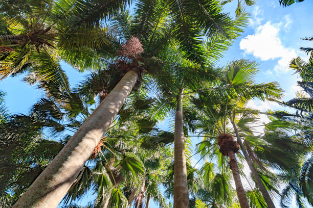 il s’agit d’une scène générique d’une canopée de forêt tropicale avec des palmiers assortis et d’autres types d’arbres - le tout sous un ciel bleu vif. écosystème, scenics, clear sky, olive green, kelly green, lime green, green color, red, - kelly green light plant tree photos et images de collection