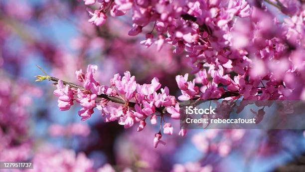 Branch Of Pink Redbud Flowers Stock Photo - Download Image Now - Redbud Tree, Flower Head, Flower