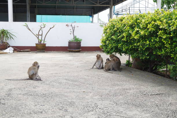 istock Monkey in Khao Takiap 1279512660