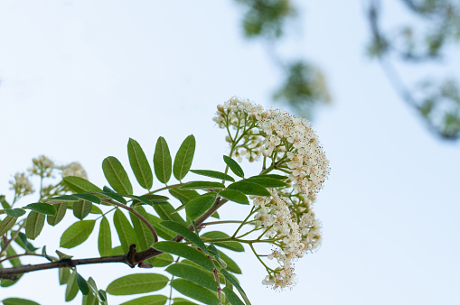 the creamy white tiny blossoms of sorbus aucuparia or rowan ash
