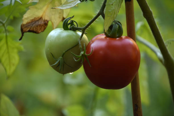 istock Ripening Tomatoes Hanging on a Vine in a Garden 1279512900