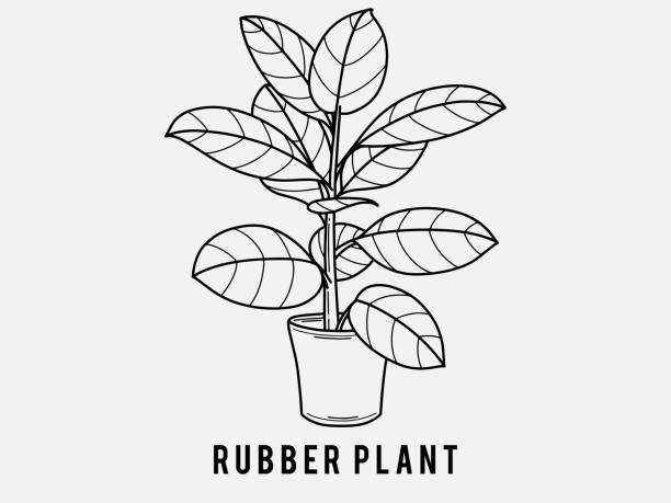 ilustrações de stock, clip art, desenhos animados e ícones de hand drawn rubber plant. indoor plant in a jar. scandinavian style illustration with monstera, modern and elegant home decor. vector poster design. - chive white onion backgrounds