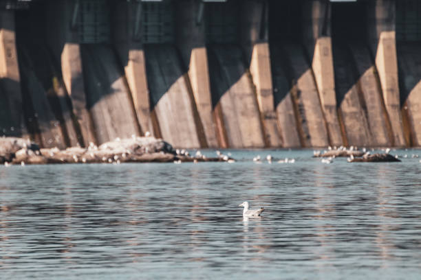 Seagull bird on water near Dneproges close view. Hydro electric power plant on Dnieper river in Zaporozhye, Ukraine. View from Khortytsia island
