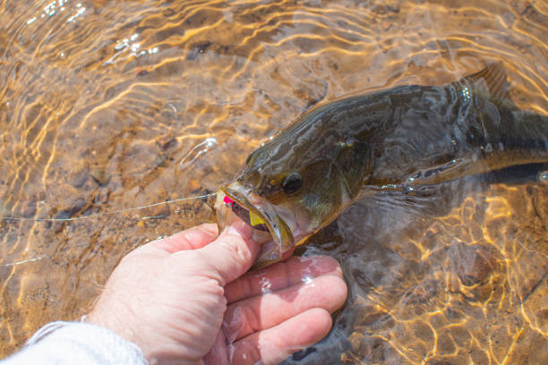 istock Largemouth bass in water. 1279515029