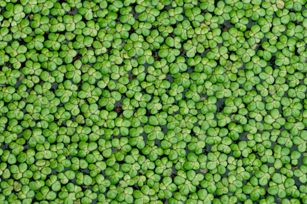 canard commun ou lemna perpusilla torrey. feuille verte plante aquatique naturelle d’asclépiade sur l’eau pour le fond ou la texture. - duckweed photos et images de collection