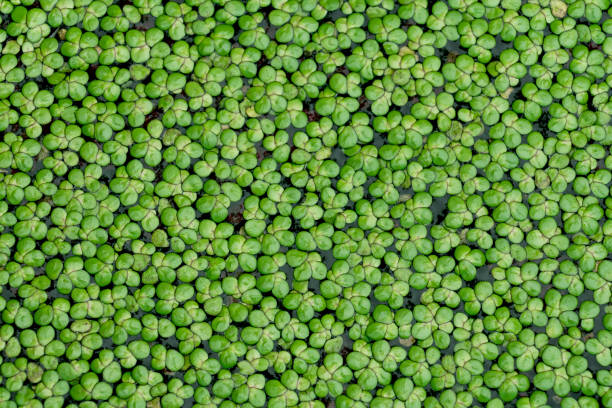 common duckweed or lemna perpusilla torrey. green leaf duckweed natural aquatic plant on water for background or texture. - duckweed imagens e fotografias de stock