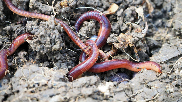 earthworms in the natural garden, the importance of worm for soil, earthworms in the natural garden, the importance of worm for soil, eisenia fetida stock pictures, royalty-free photos & images