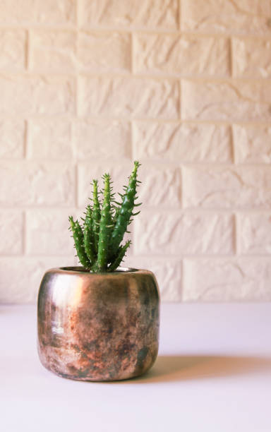 istock Cactus in the copper pot. Decorative plant in minimalistic modern room interior. 1279517099