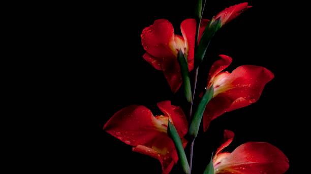 istock flower on a Black defocused background 1279519730
