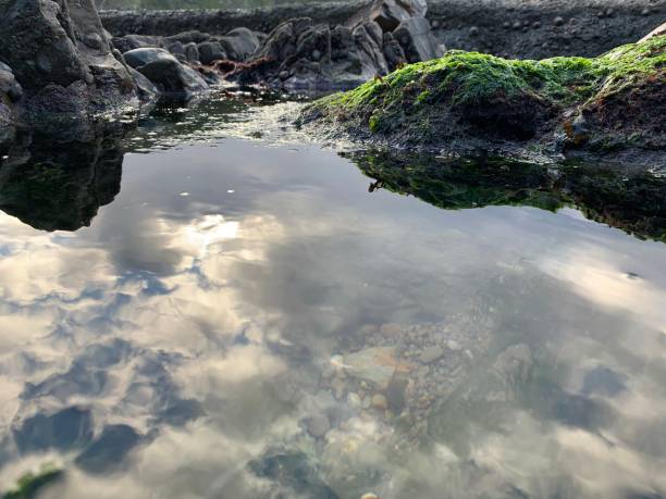 Rock Pool I took this photo in a rock pool in Devon! tidal pool stock pictures, royalty-free photos & images