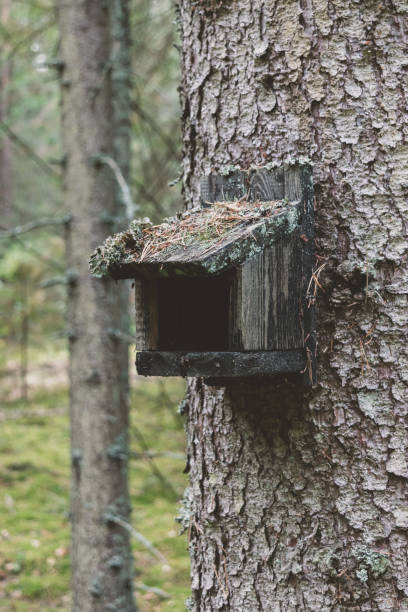 istock Old construction of bird feeder hanging on spruce trunk 1279520267