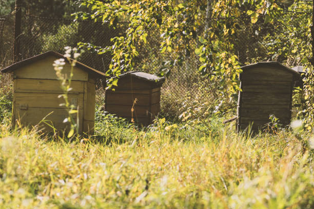 Abandoned bee hives standing in meadow during early autumn time in countryside