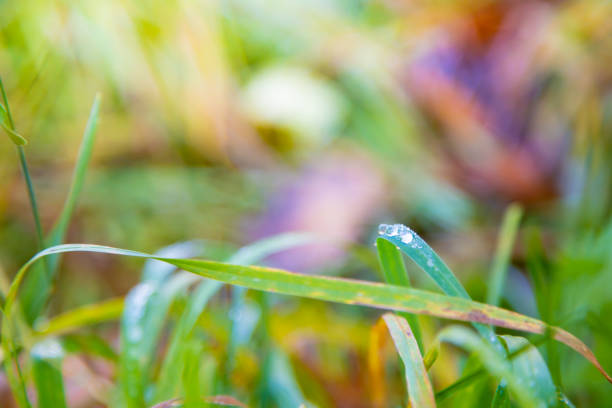 dew drops on a grass in the morning.