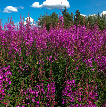 A field of blooming Fireweed under partly sunny skies in Alaska