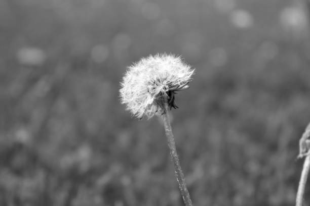 istock Black & White Wild Dandelion in the Grass 1279522665
