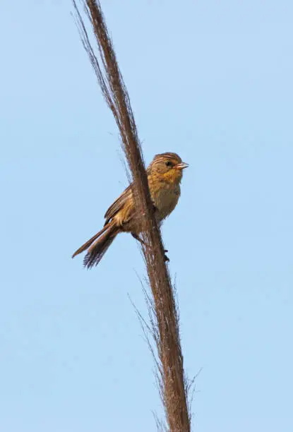 Grassland Yellow-finch (Sicalis luteola) female perched on reed"n"nPunta Rasa, Argentina           January