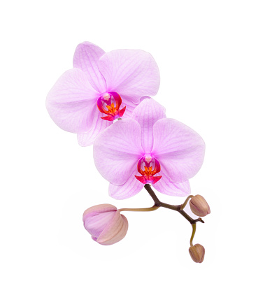 Purple orchid flowers on white background