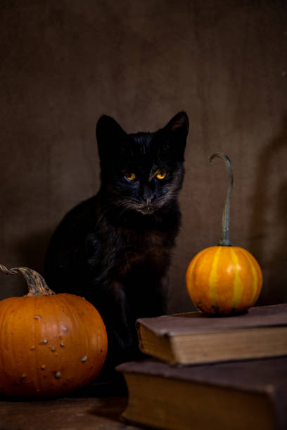 istock Black kitten sitting next to books and pumpkins 1279523973