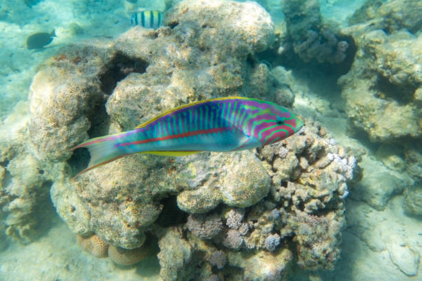 Thalassoma Pavo (Mediterranean rainbow wrasse, Coris julis) near coral reef in the ocean, close up, side view. Colorful striped tropical fish in Red Sea, Egypt. Thalassoma Pavo (Mediterranean rainbow wrasse, Coris julis) near coral reef in the ocean, close up, side view. Colorful striped tropical fish in Red Sea, Egypt. Blue turquoise water, sandy ocean floor yellow coris wrasse stock pictures, royalty-free photos & images
