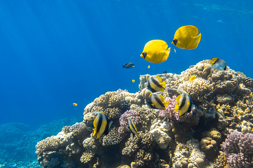 Blue-cheeked butterflyfish (Chaetodon semilarvatus, Blue mask, Golden butterflyfish) and school of Pennant coralfish over a coral reef. Tropical yellow striped fish in Red Sea. Underwater diversity.