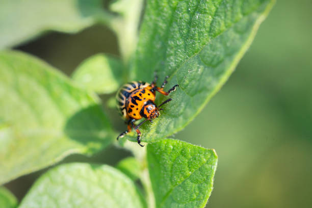 istock a large Colorado beetle sits on a leaf 1279527431