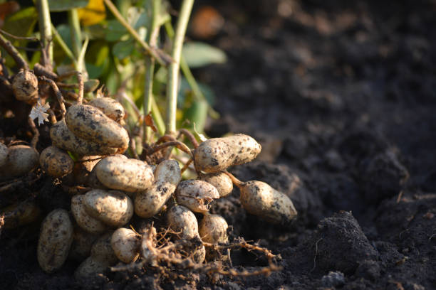 뿌리가 있는 신선한 땅콩 식물 - peanut peanut crops plant root 뉴스 사진 이미지