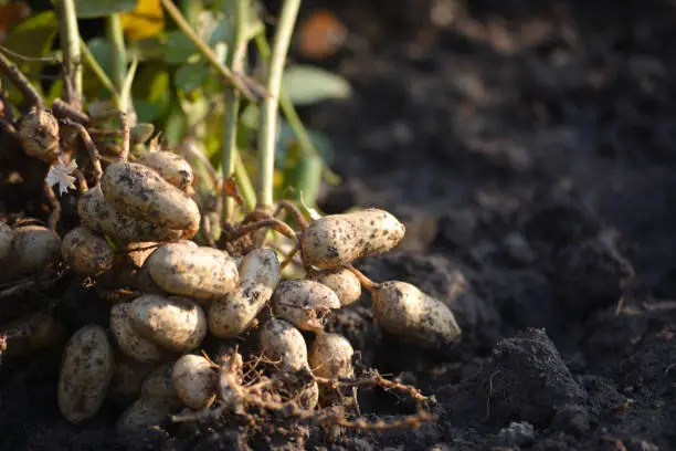 Photo of Fresh peanuts plants with roots