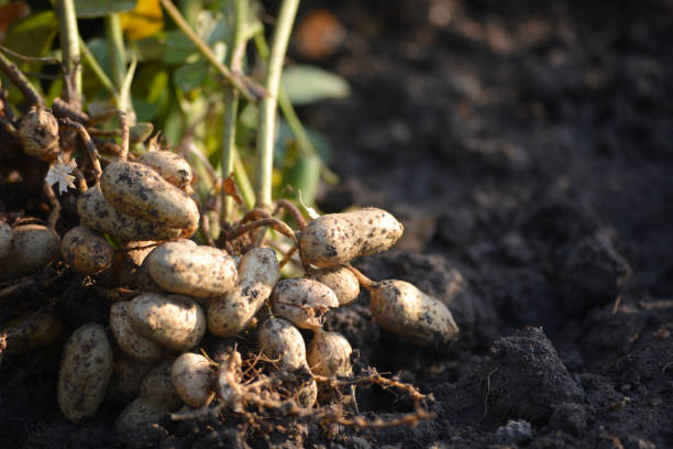 свежие растения арахиса с корнями - peanut стоковые фото и изображения