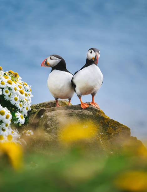 macareux en islande. oiseaux de mer sur des falaises abruptes. oiseaux sur le westfjord en islande. composition avec des animaux sauvages. oiseaux - image - macareux photos et images de collection