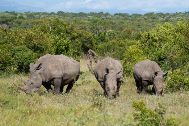 istock White Rhino in Nature 1279531507