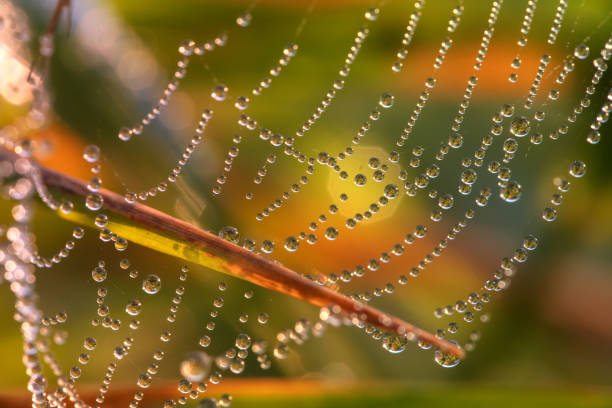 Spider Web in the Morning