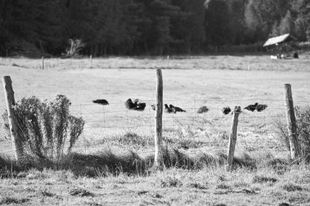 istock Farm fence in a field 1279534870