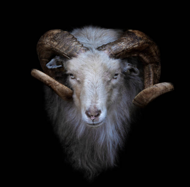 Ram with big and curved horns on a black background