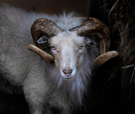 Ram with big and curved horn