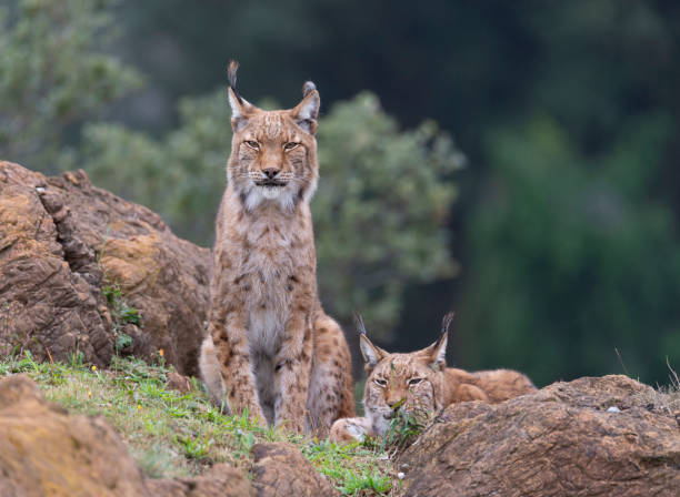 istock Couple of lynx in the forest 1279536372
