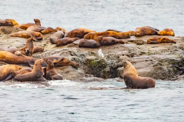 Steller sea lions from gulf of alaska Whittier cruise view
