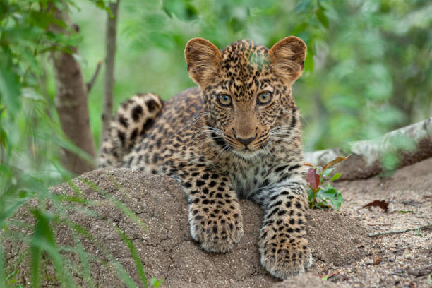 Leopard Cub Portrait stock photo