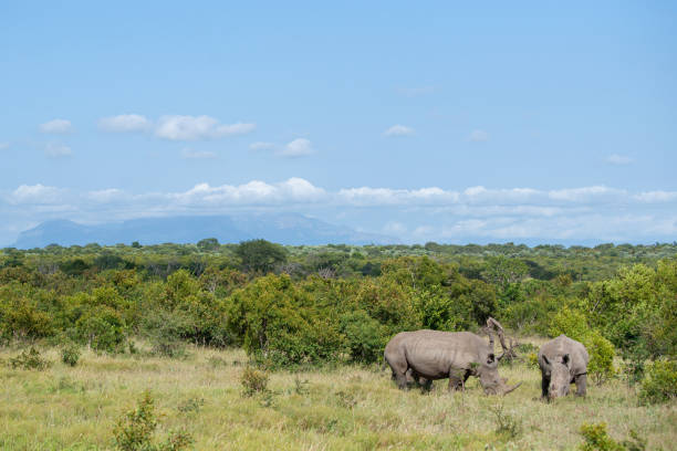 istock White Rhino in Nature 1279537970