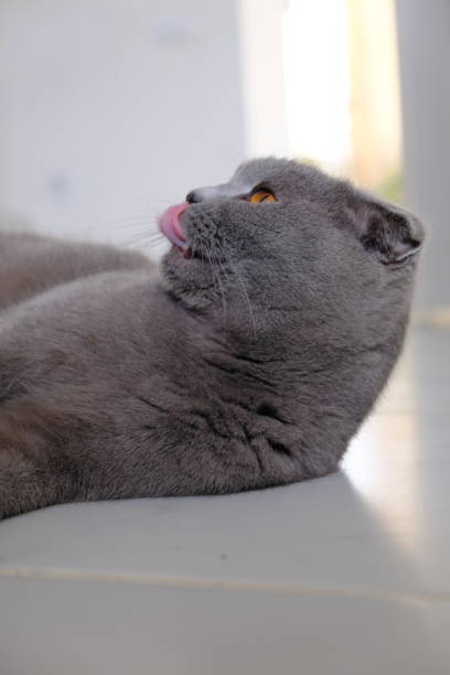 istock The cat with orange eyes 1279538061