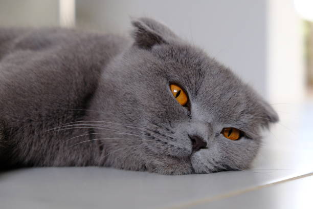 istock The cat with orange eyes 1279538212