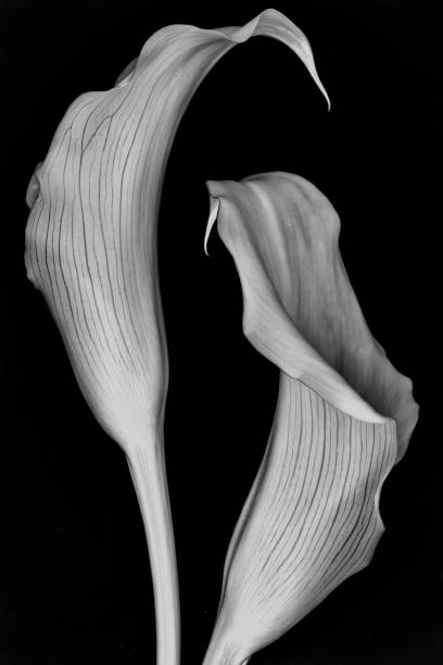 istock Calla lilies on black background. Monochrome image 1279538279