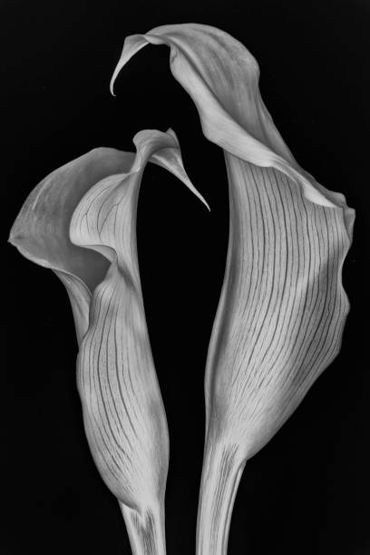 istock Calla lilies on black background. Monochrome image 1279538288