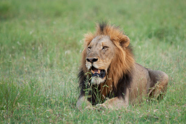 istock Male Lion Portrait 1279539094