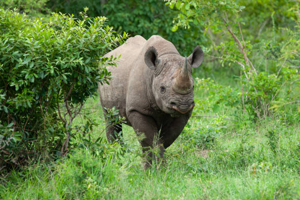 istock Black Rhino in the Wild 1279539291