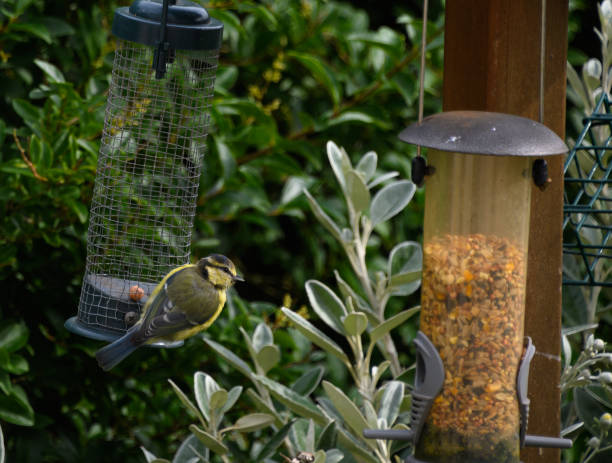 istock A juvenile blue tit feeding at a garden feeder 1279541129