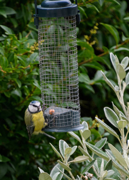 istock A blue tit feeding at a garden feeder 1279541136