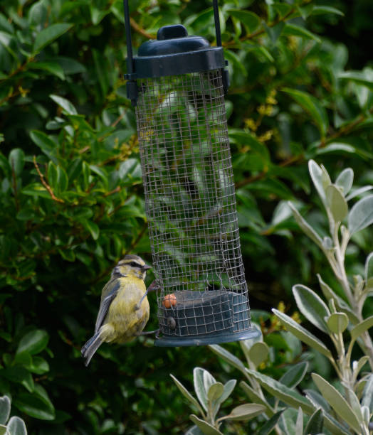 istock A juvenile blue tit feeding at a garden feeder 1279541178